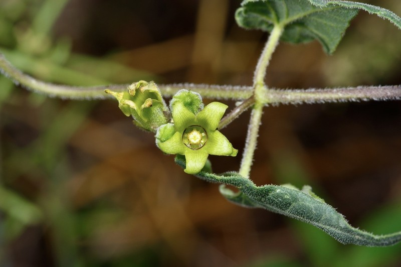 Texas Milkvine photo 3
