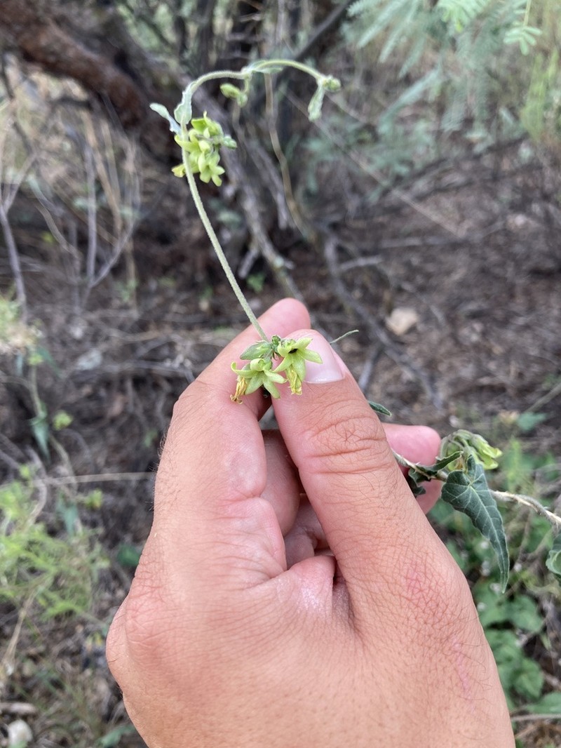 Texas Milkvine photo 4