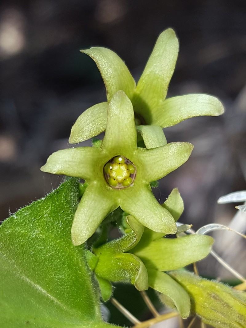 Texas Milkvine photo 5