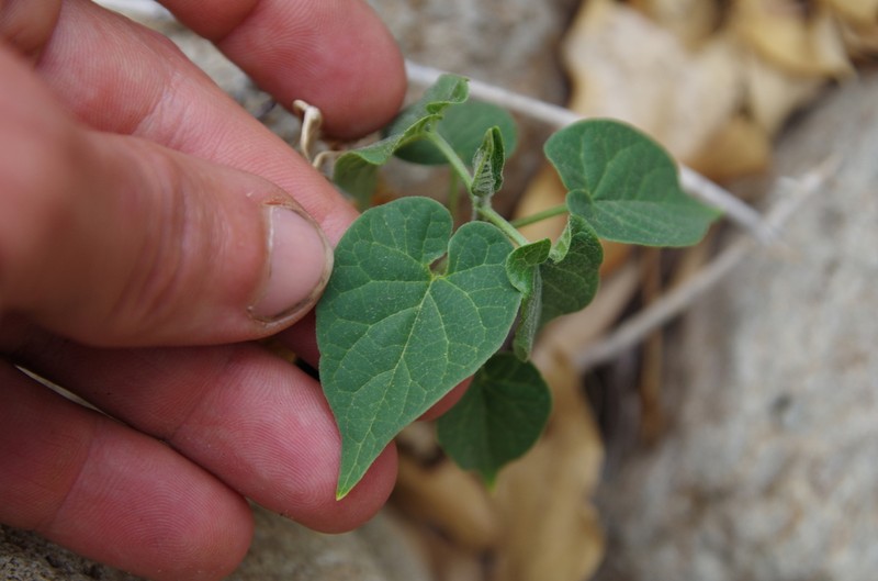 Texas Milkvine photo 6