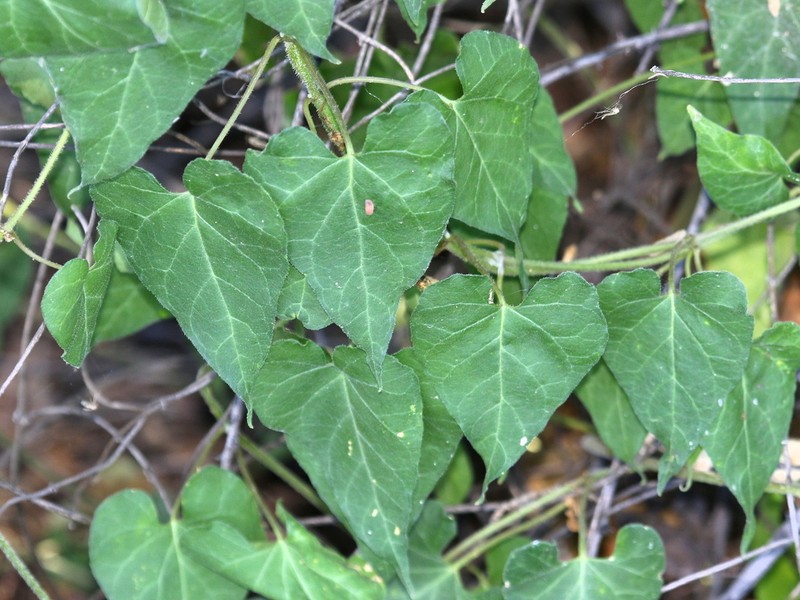 Texas Milkvine photo 7