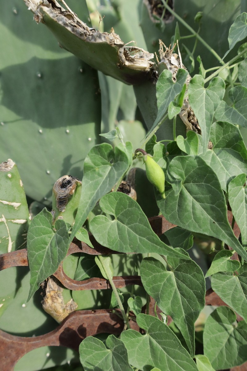 Texas Milkvine photo 8