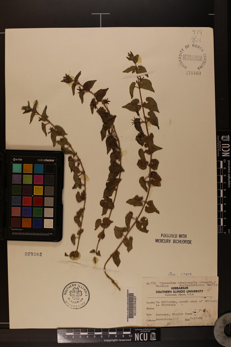 Chthamalia prostrata