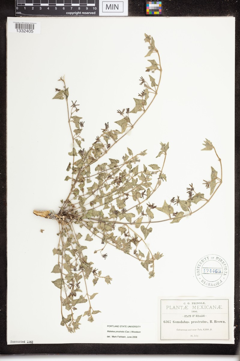 Chthamalia prostrata photo 2