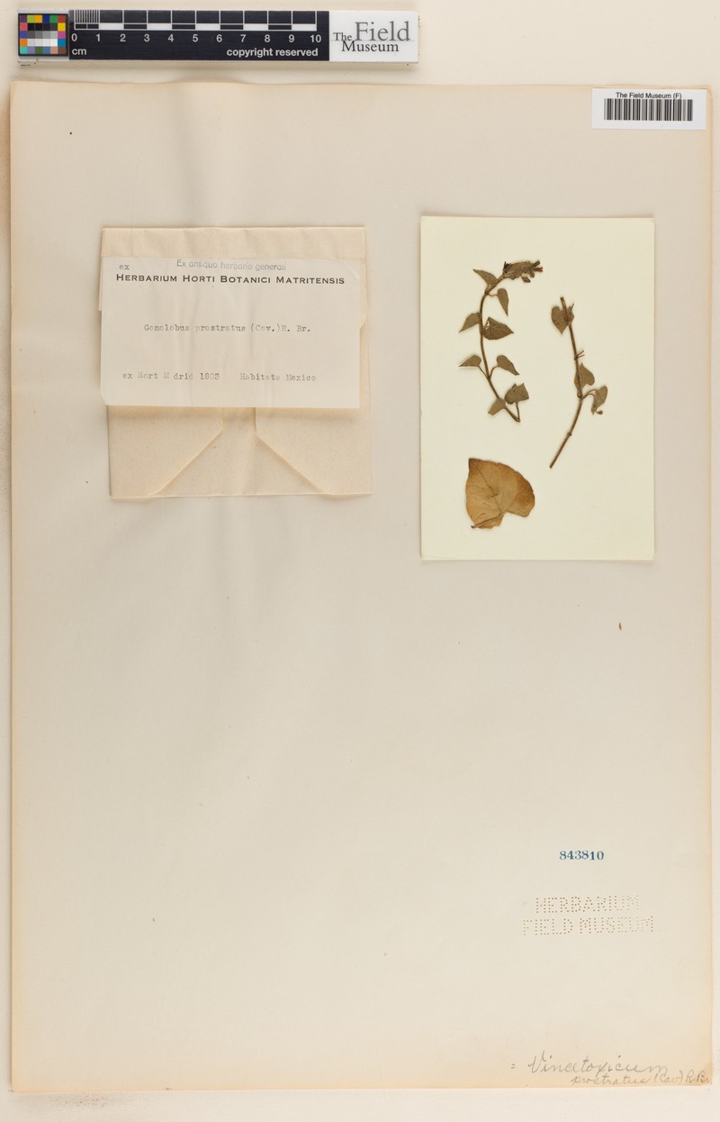 Chthamalia prostrata photo 4