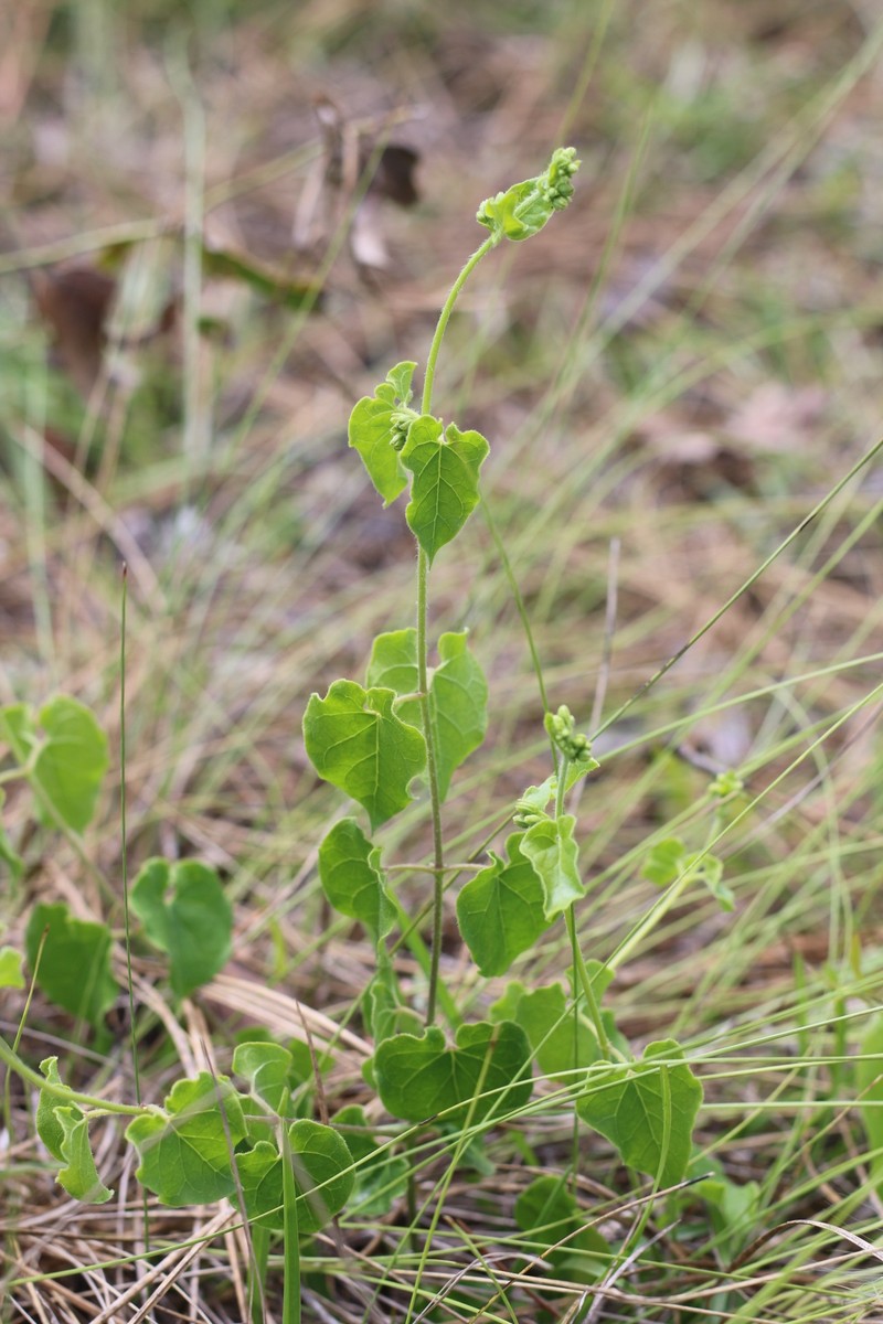 Trailing Milkvine