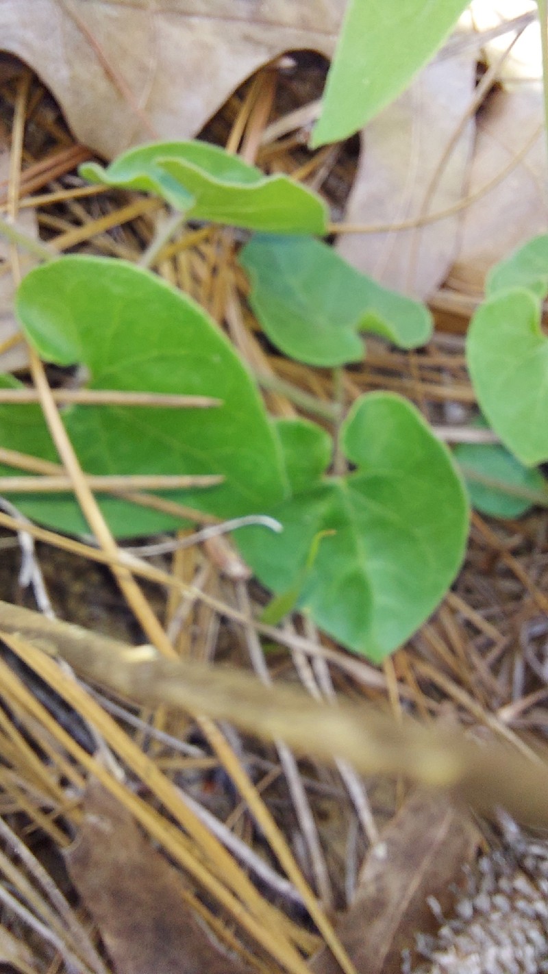 Trailing Milkvine photo 2