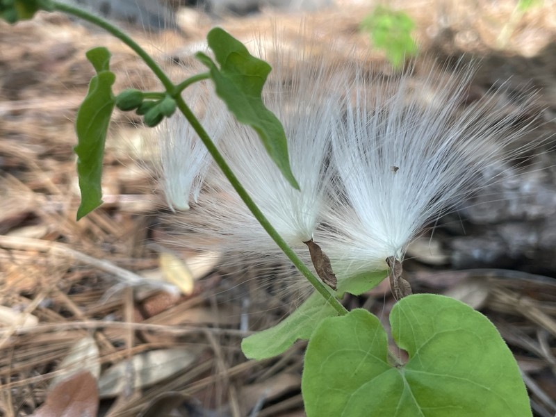 Trailing Milkvine photo 3