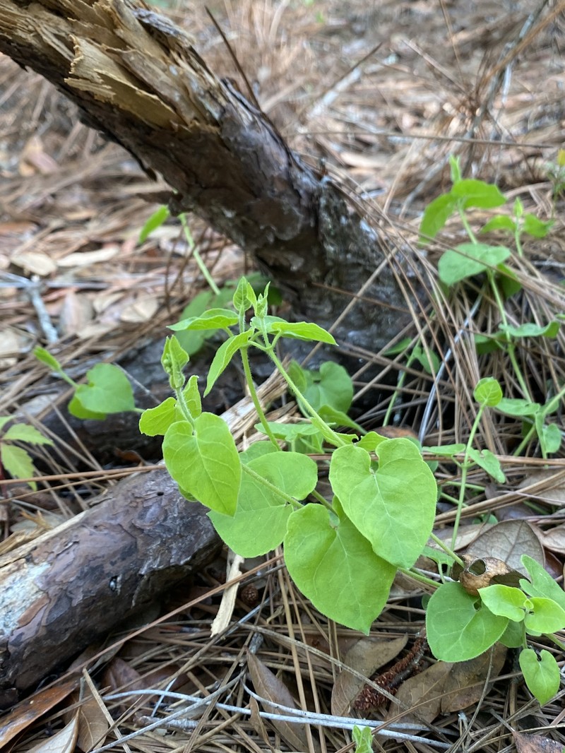 Trailing Milkvine photo 4