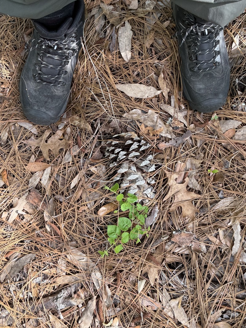 Trailing Milkvine photo 5