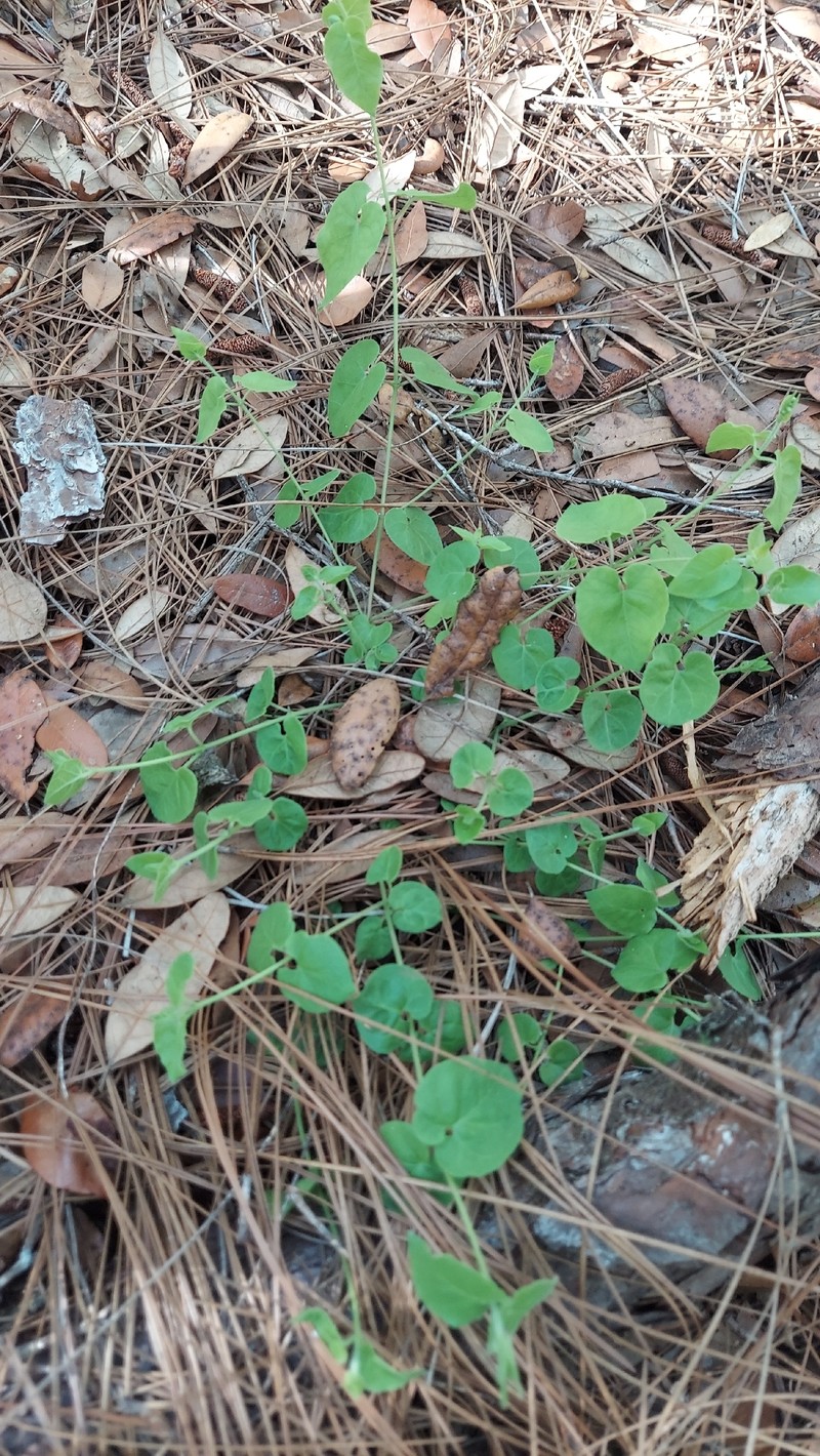 Trailing Milkvine photo 6