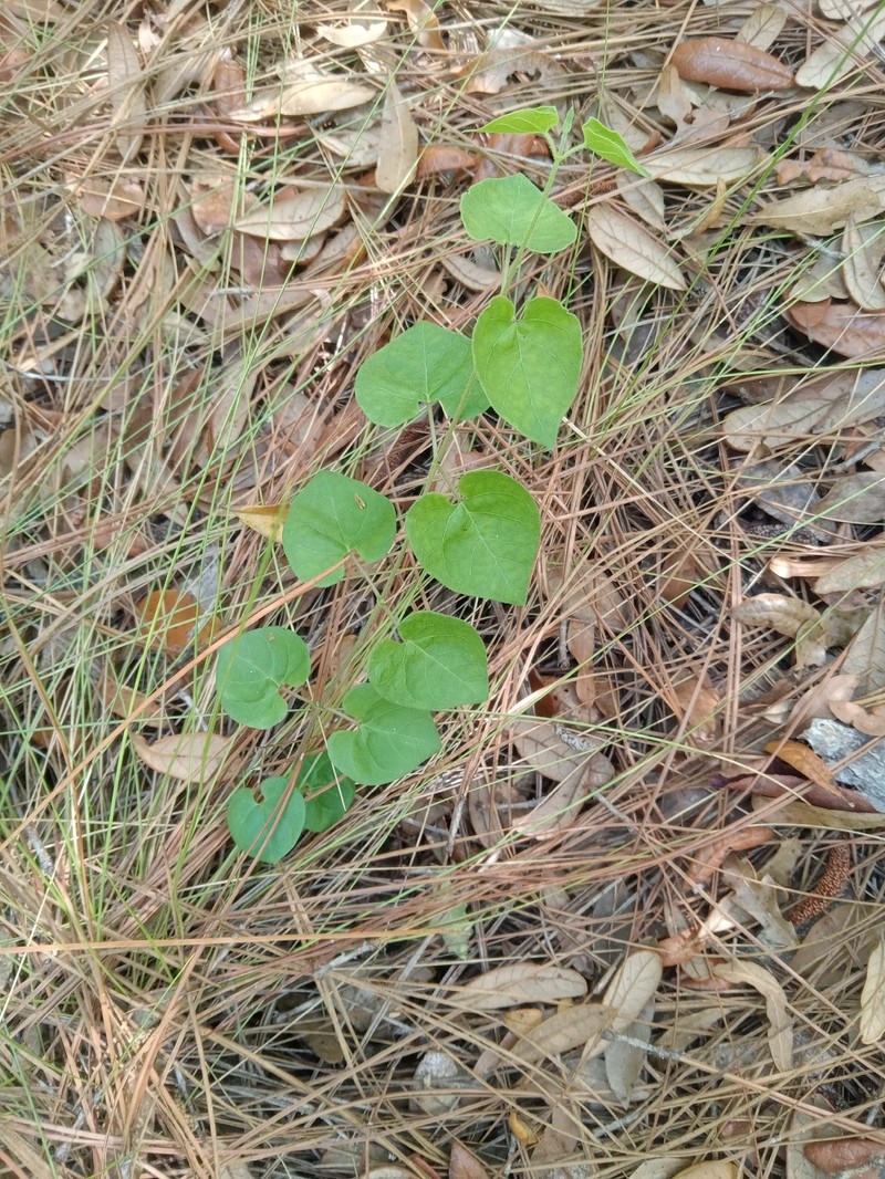 Trailing Milkvine photo 7
