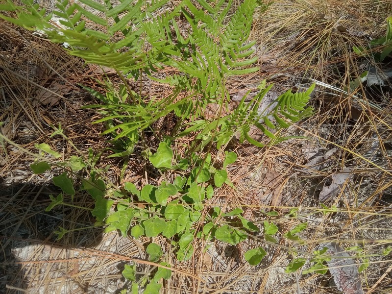 Trailing Milkvine photo 8