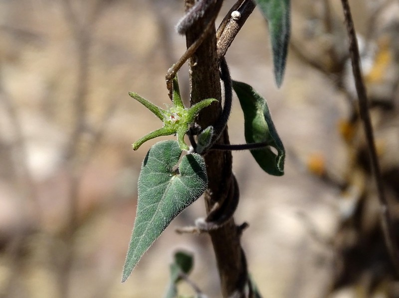 Chthamalia schaffneri photo 2