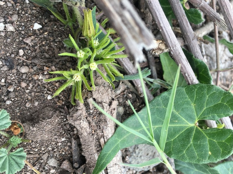 Chthamalia schaffneri photo 3