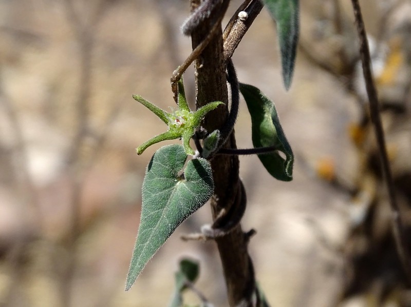 Chthamalia schaffneri photo 5