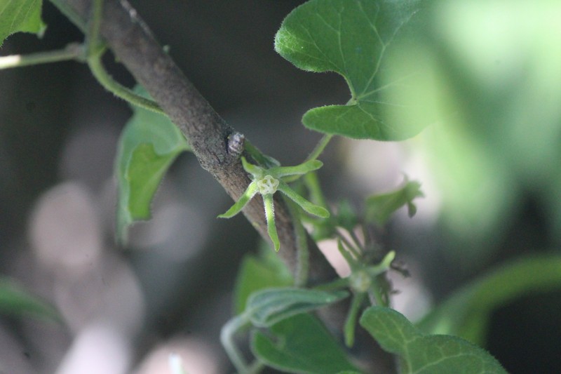 Chthamalia schaffneri photo 6