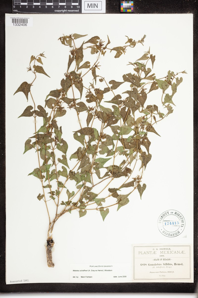 Chthamalia schaffneri photo 8