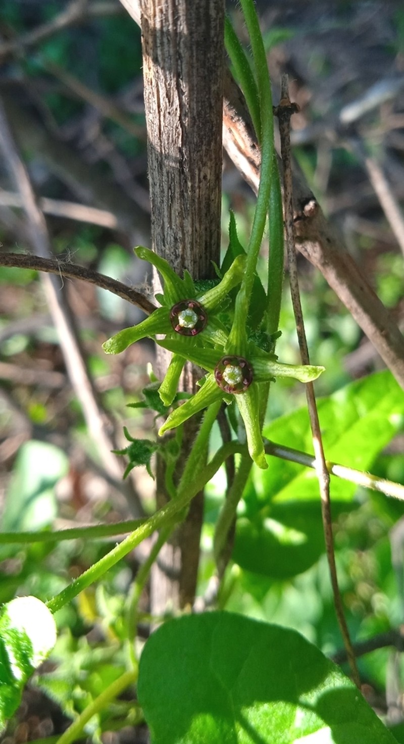 Chthamalia tehuacana