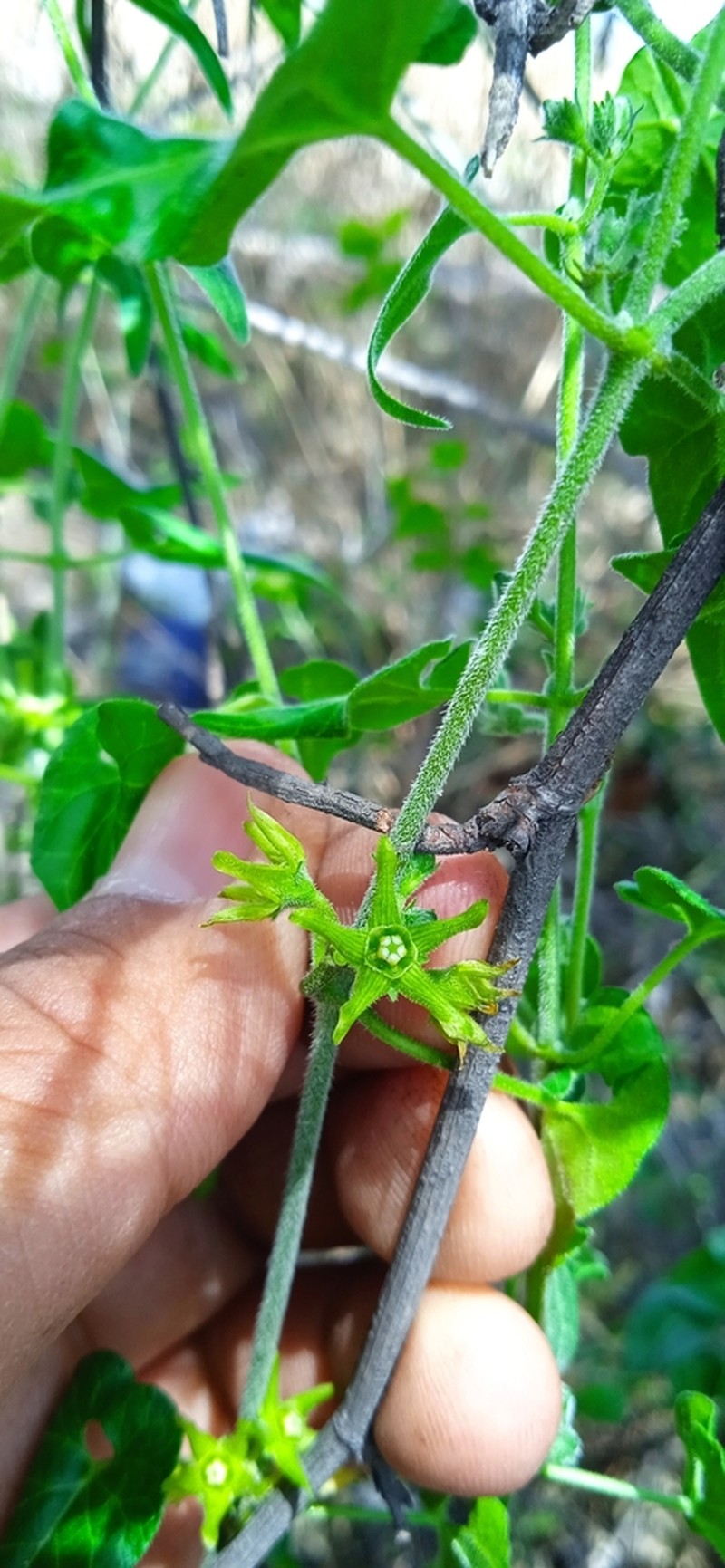 Chthamalia tehuacana photo 6
