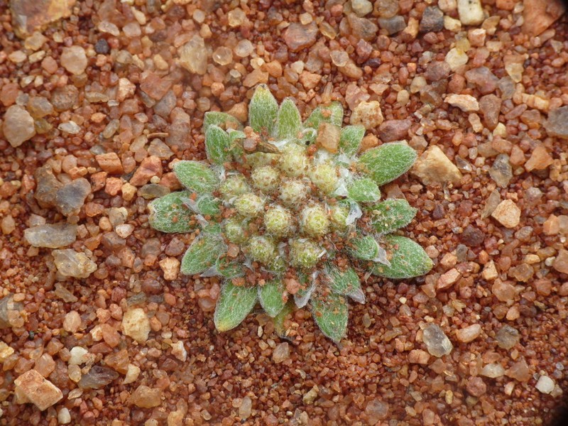 Chthonocephalus pseudevax