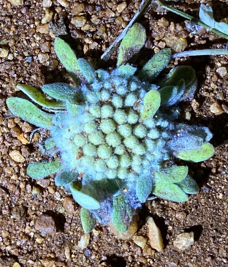 Chthonocephalus pseudevax photo 2