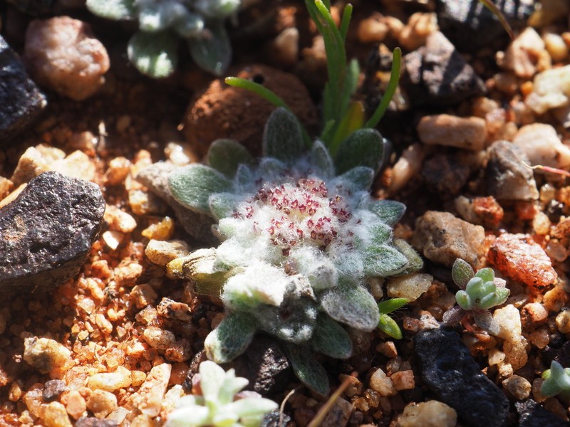 Chthonocephalus pseudevax photo 3