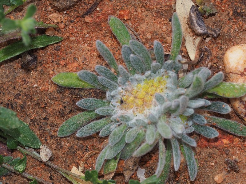 Chthonocephalus pseudevax photo 4