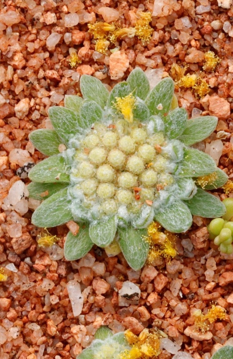 Chthonocephalus pseudevax photo 5