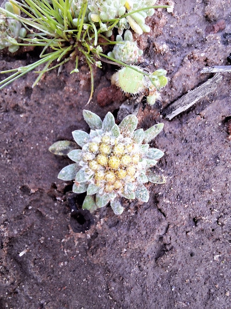 Chthonocephalus pseudevax photo 6