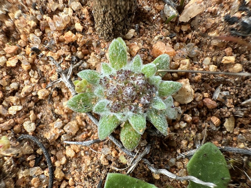 Chthonocephalus pseudevax photo 7