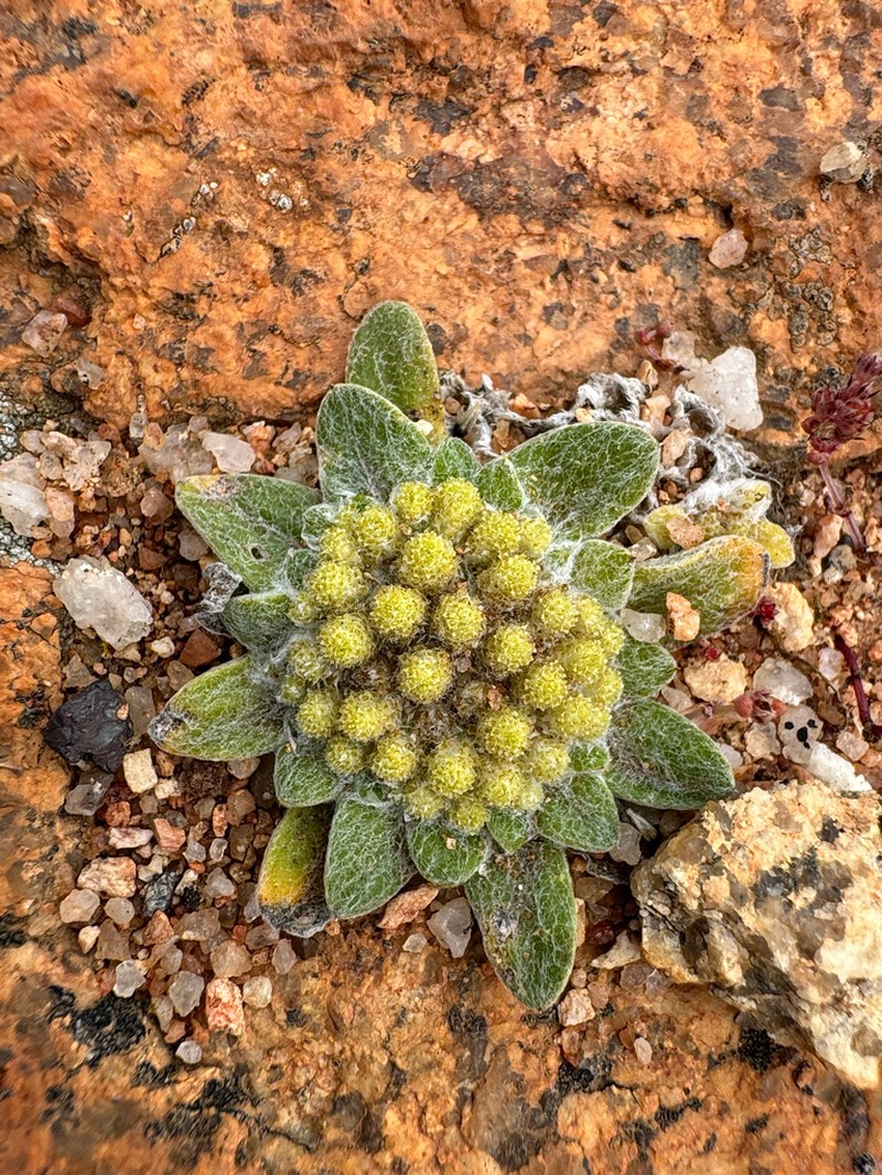 Chthonocephalus pseudevax photo 8