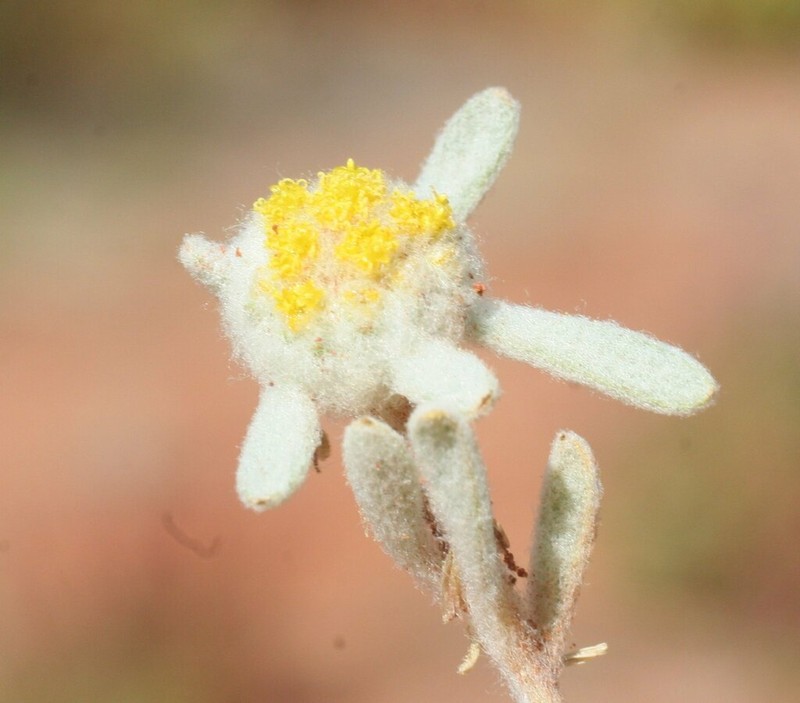 Chthonocephalus viscosus photo 2