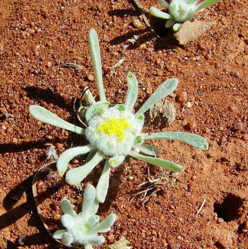 Chthonocephalus viscosus photo 3