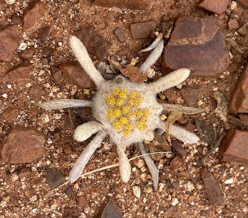 Chthonocephalus viscosus photo 4