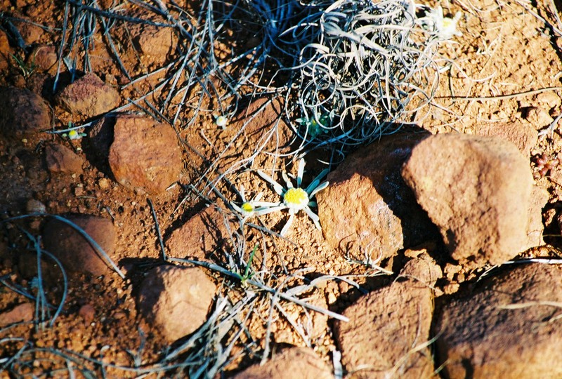Chthonocephalus viscosus photo 8