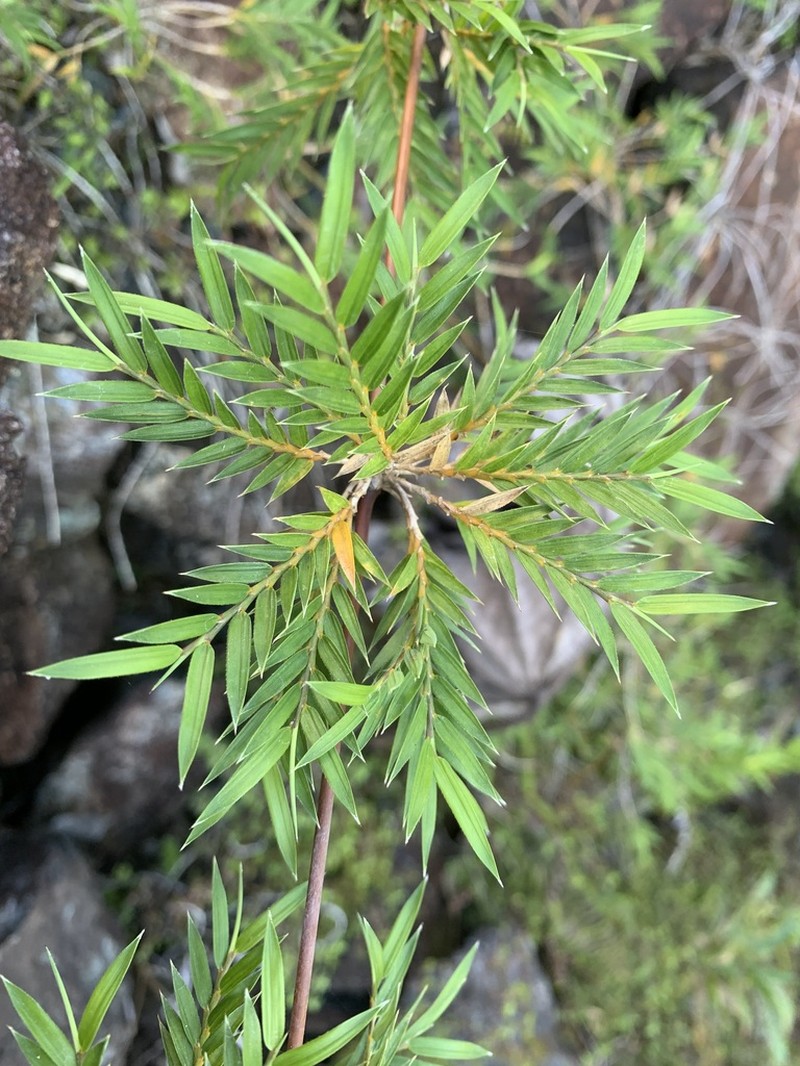 Climbing Bamboo