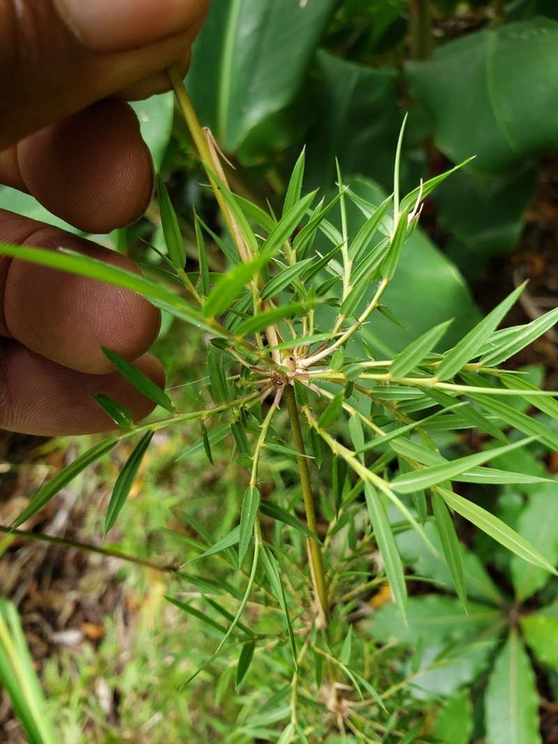 Climbing Bamboo photo 2