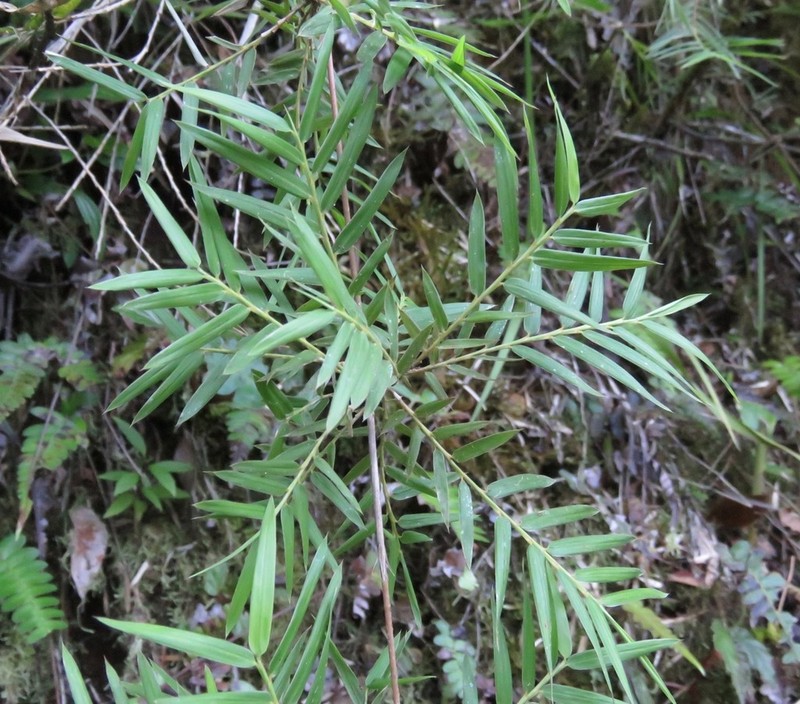 Climbing Bamboo photo 3