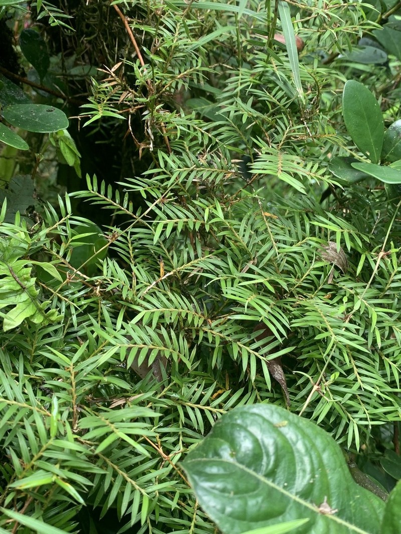 Climbing Bamboo photo 5