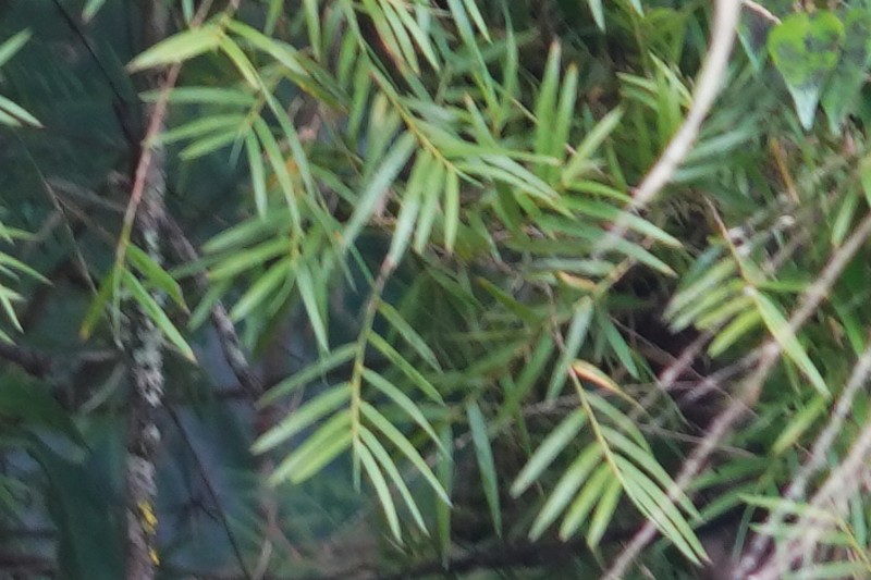 Climbing Bamboo photo 7