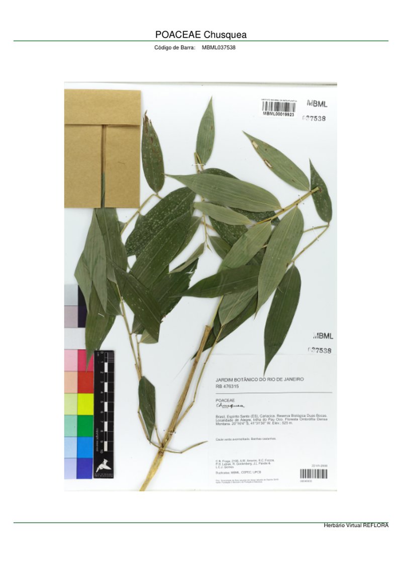Argentina Mountain Bamboo