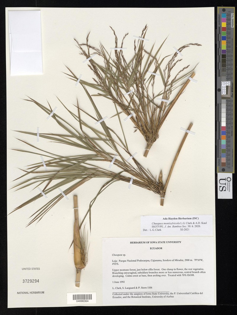 Chusquea montisylvicola