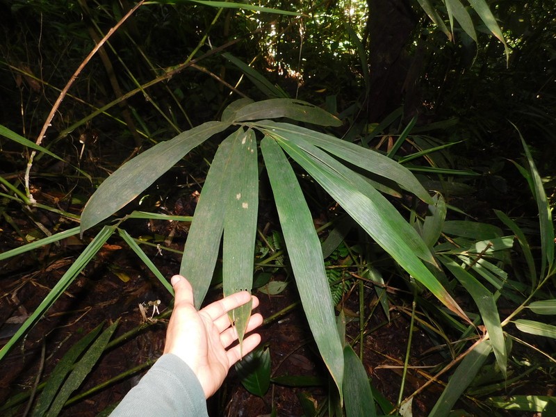 Chusquea recurvata