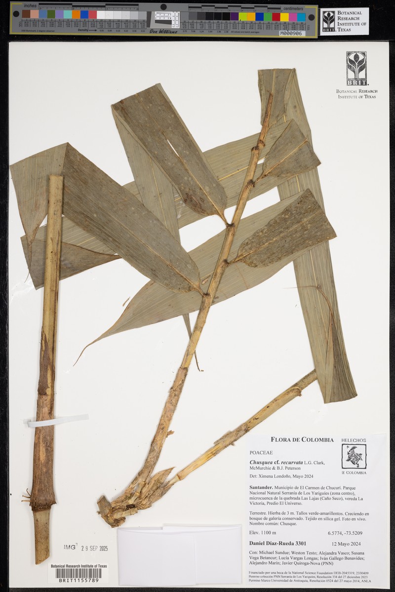 Chusquea recurvata photo 2