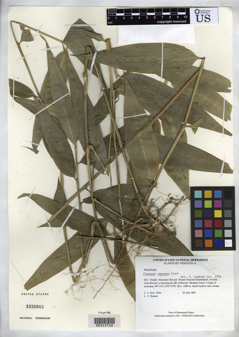 Chusquea recurvata photo 3