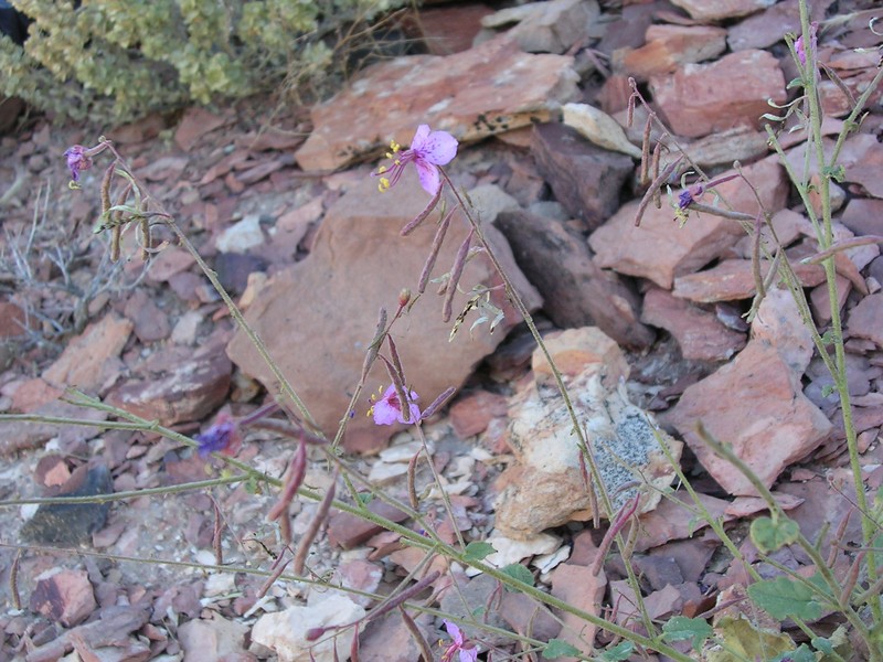 Atwood's Evening Primrose photo 2