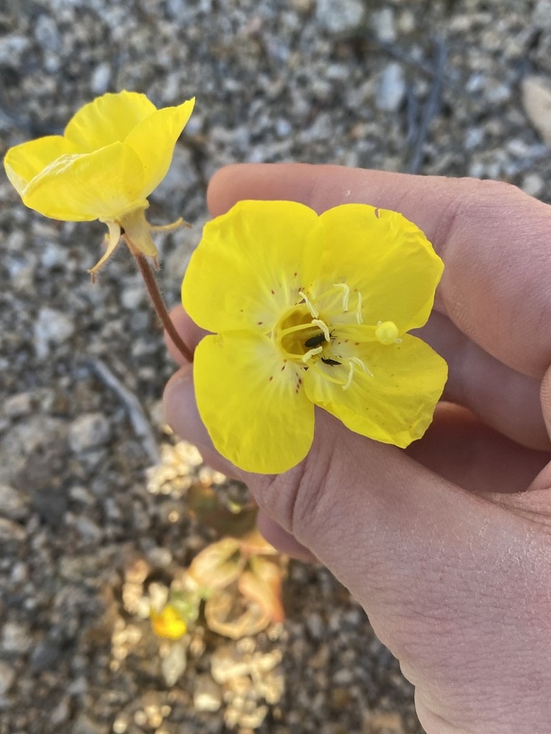 Yellow Cups photo 2