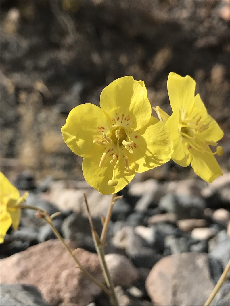Yellow Cups photo 4