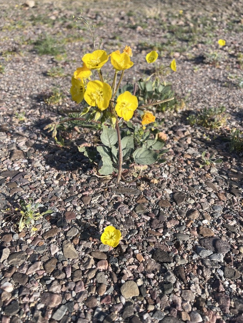 Yellow Cups photo 5